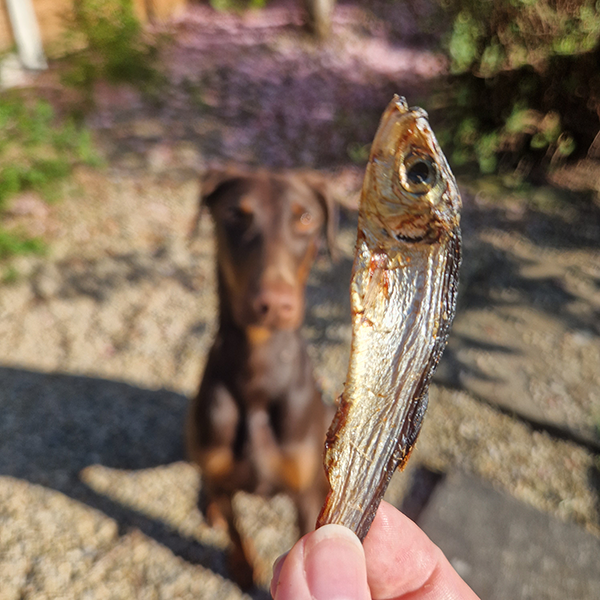 Dried Sprats