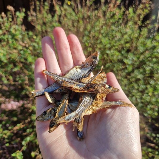 Dried Sprats